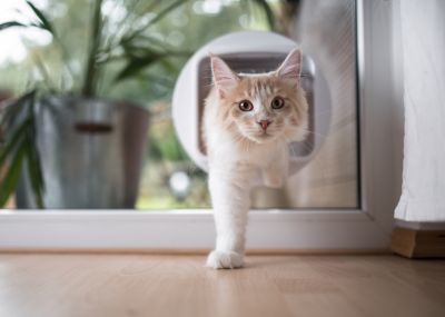 Pet Door Installation