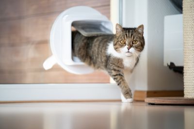 Electronic Pet Doors