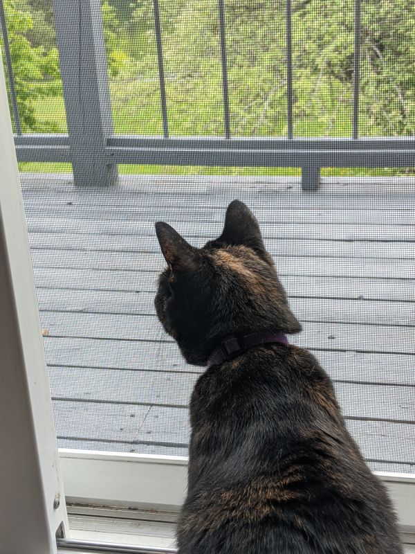 Pet Door Installation in Spring